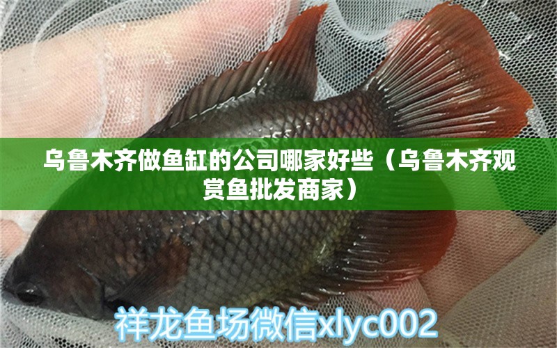 烏魯木齊做魚缸的公司哪家好些（烏魯木齊觀賞魚批發(fā)商家）