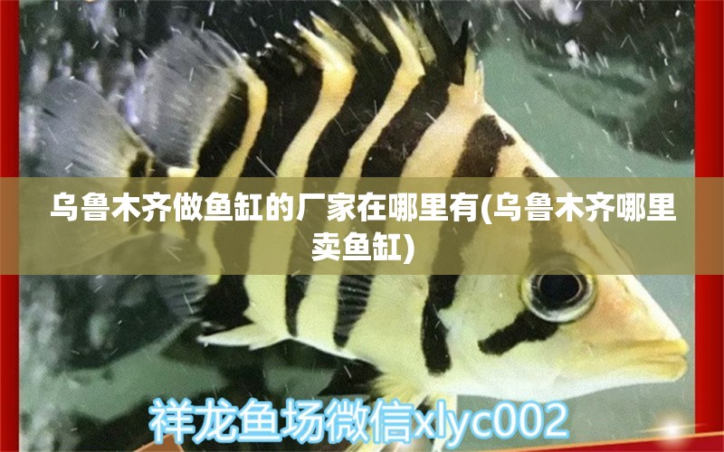 烏魯木齊做魚缸的廠家在哪里有(烏魯木齊哪里賣魚缸) 黃金眼鏡蛇雷龍魚