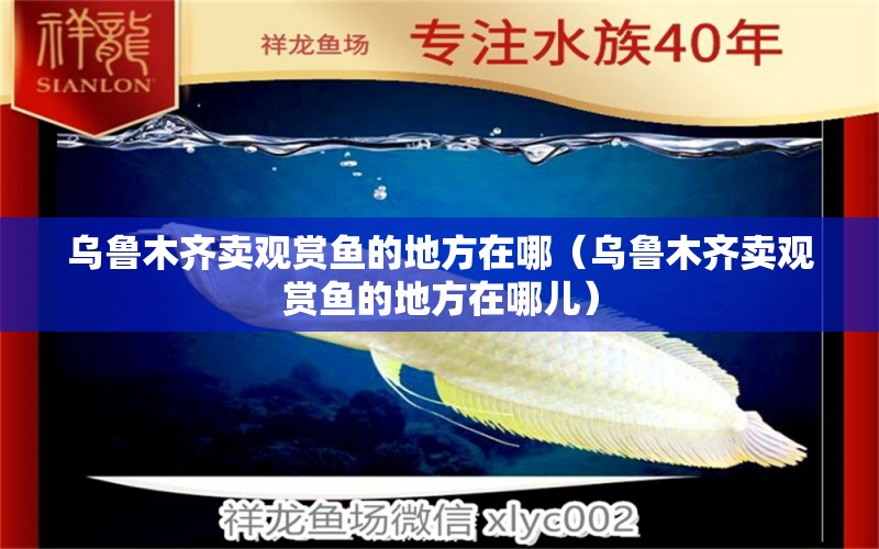 烏魯木齊賣觀賞魚的地方在哪（烏魯木齊賣觀賞魚的地方在哪兒）