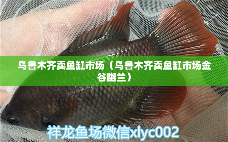 烏魯木齊賣魚缸市場(chǎng)（烏魯木齊賣魚缸市場(chǎng)金谷幽蘭） 其他品牌魚缸