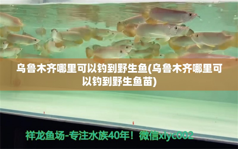 烏魯木齊哪里可以釣到野生魚(烏魯木齊哪里可以釣到野生魚苗) 垂釣樂園