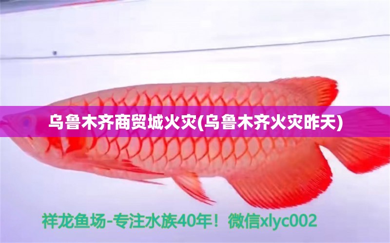 烏魯木齊商貿(mào)城火災(zāi)(烏魯木齊火災(zāi)昨天) 非洲象鼻魚