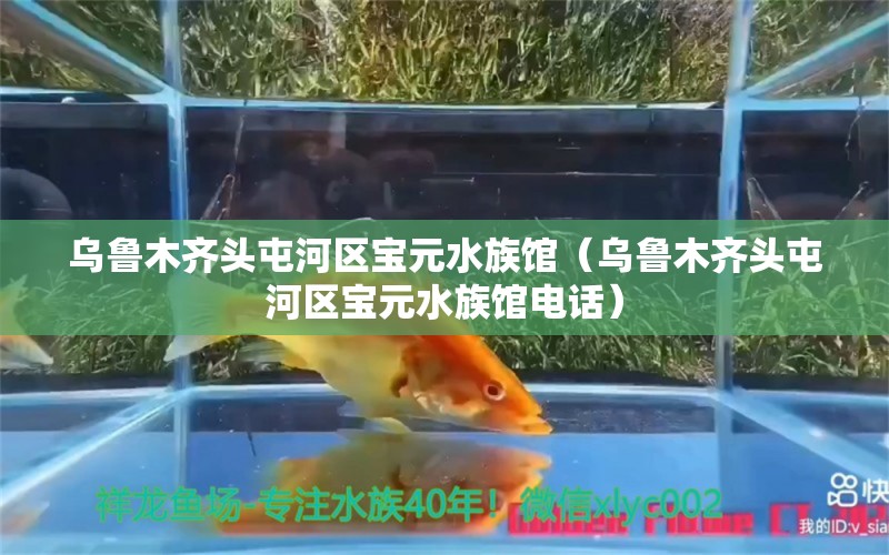 烏魯木齊頭屯河區(qū)寶元水族館（烏魯木齊頭屯河區(qū)寶元水族館電話）