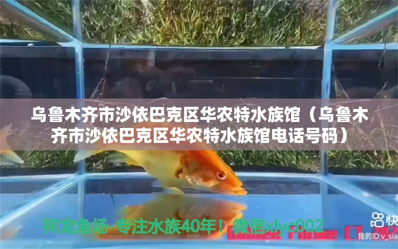 烏魯木齊市沙依巴克區(qū)華農(nóng)特水族館（烏魯木齊市沙依巴克區(qū)華農(nóng)特水族館電話號(hào)碼） 全國(guó)水族館企業(yè)名錄