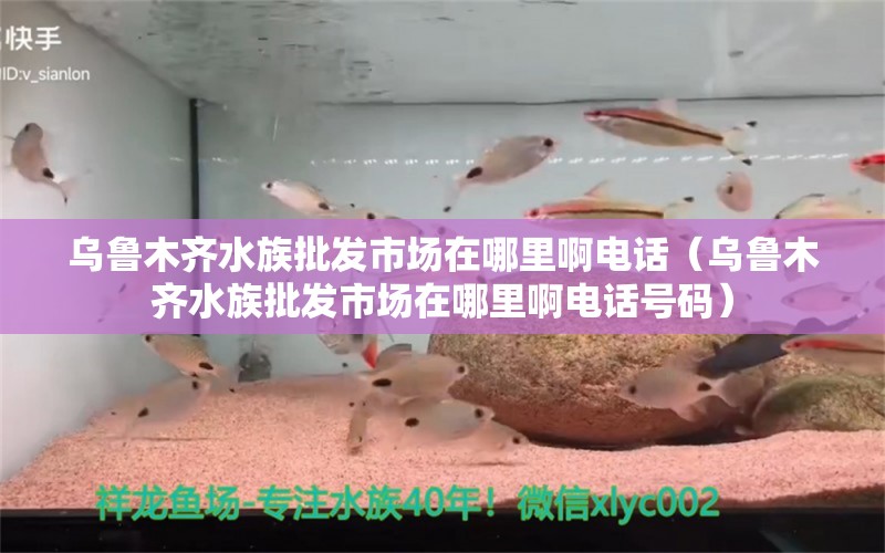 烏魯木齊水族批發(fā)市場在哪里啊電話（烏魯木齊水族批發(fā)市場在哪里啊電話號(hào)碼） 觀賞魚水族批發(fā)市場