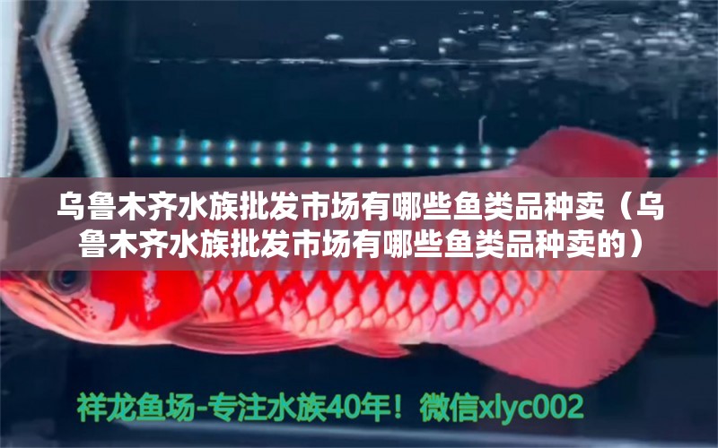 烏魯木齊水族批發(fā)市場(chǎng)有哪些魚(yú)類品種賣（烏魯木齊水族批發(fā)市場(chǎng)有哪些魚(yú)類品種賣的） 觀賞魚(yú)水族批發(fā)市場(chǎng)