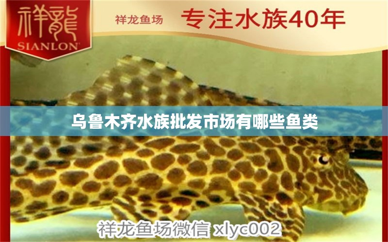 烏魯木齊水族批發(fā)市場(chǎng)有哪些魚(yú)類(lèi) 觀賞魚(yú)水族批發(fā)市場(chǎng)