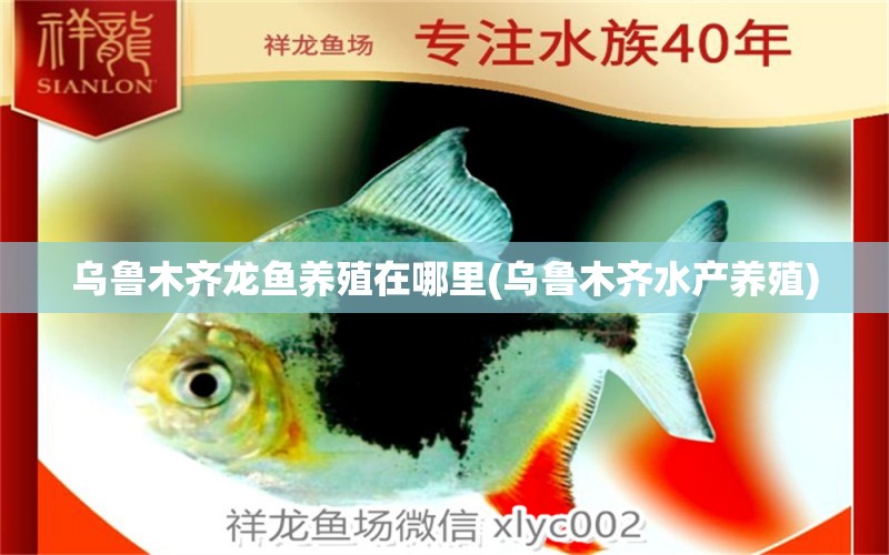 烏魯木齊龍魚養(yǎng)殖在哪里(烏魯木齊水產(chǎn)養(yǎng)殖) 帝王血鉆魚