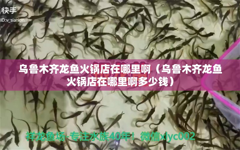 烏魯木齊龍魚火鍋店在哪里啊（烏魯木齊龍魚火鍋店在哪里啊多少錢） 祥龍水族醫(yī)院