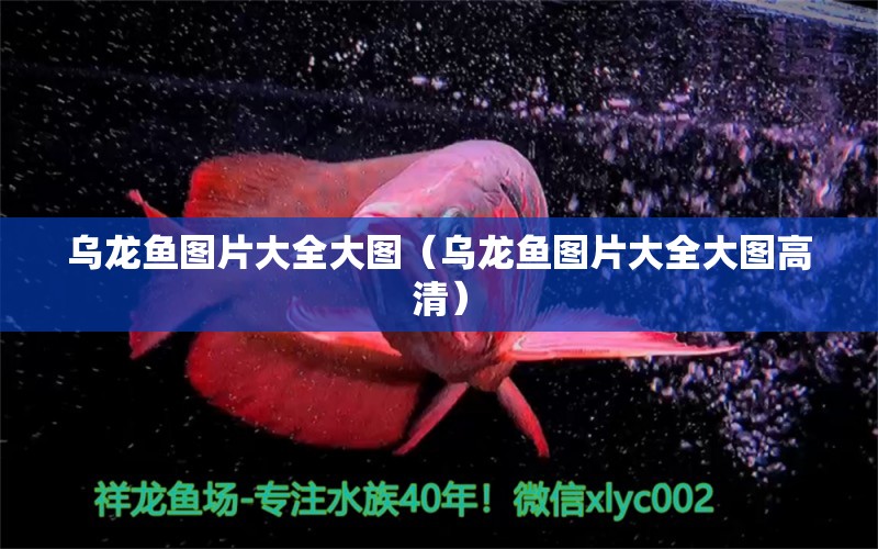 烏龍魚圖片大全大圖（烏龍魚圖片大全大圖高清）