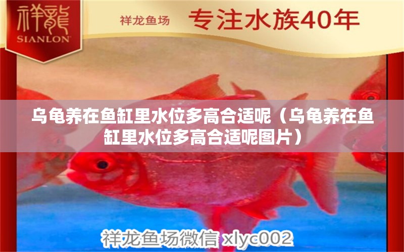 烏龜養(yǎng)在魚缸里水位多高合適呢（烏龜養(yǎng)在魚缸里水位多高合適呢圖片）