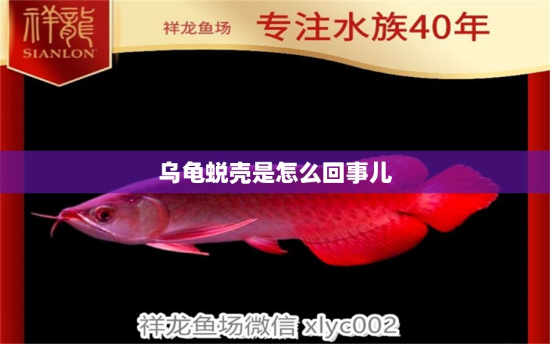 烏龜蛻殼是怎么回事兒 粗線銀版魚苗 第2張