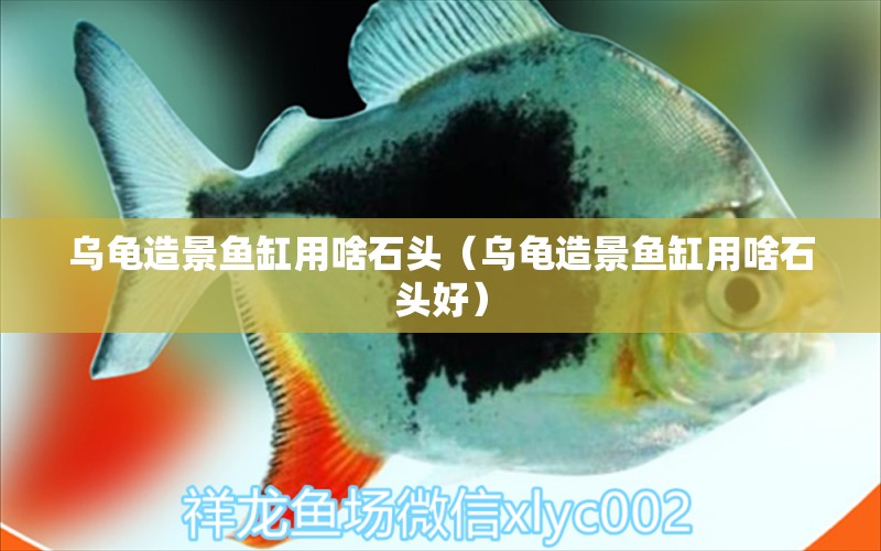 烏龜造景魚缸用啥石頭（烏龜造景魚缸用啥石頭好） 烏龜