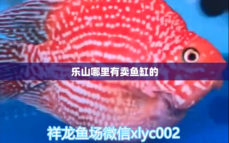 樂山哪里有賣魚缸的 其他品牌魚缸