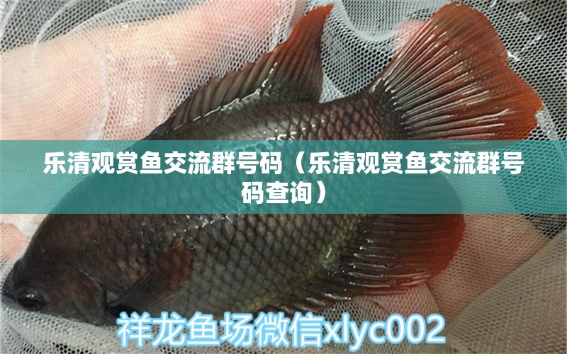 樂清觀賞魚交流群號碼（樂清觀賞魚交流群號碼查詢）