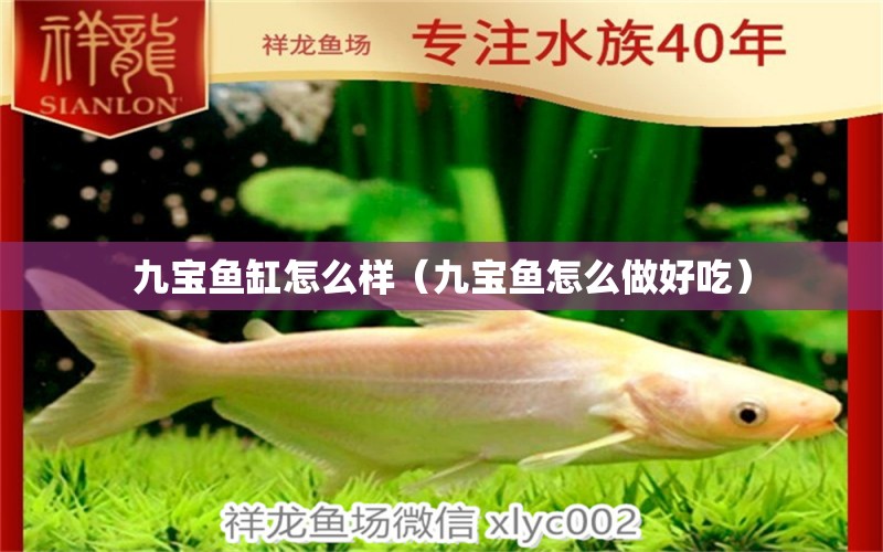 九寶魚(yú)缸怎么樣（九寶魚(yú)怎么做好吃）