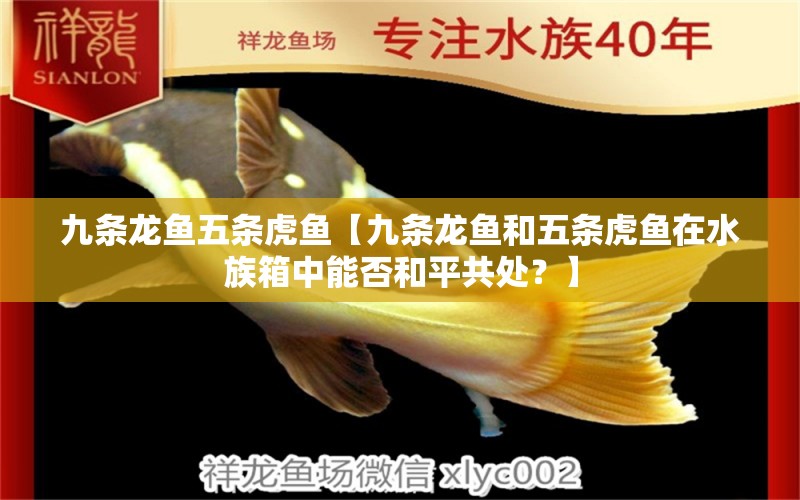 九條龍魚五條虎魚【九條龍魚和五條虎魚在水族箱中能否和平共處？】 水族問答 第1張