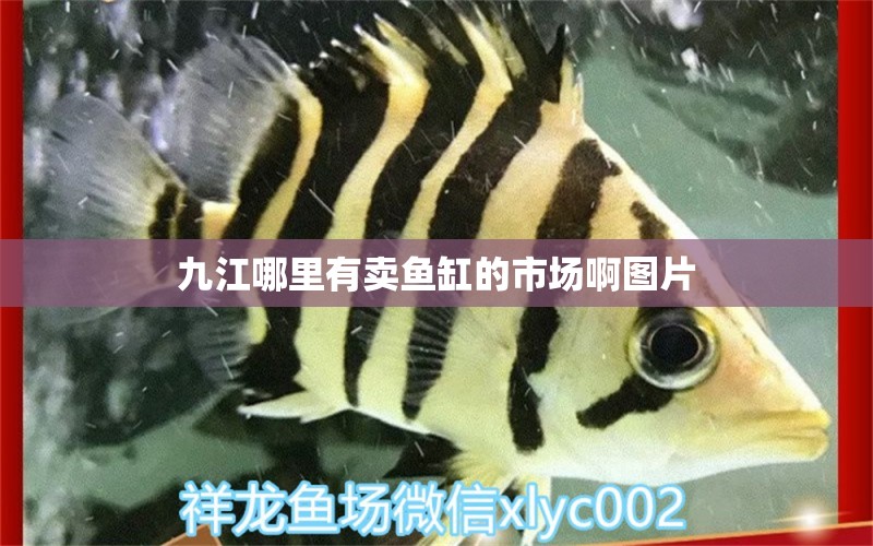 九江哪里有賣(mài)魚(yú)缸的市場(chǎng)啊圖片