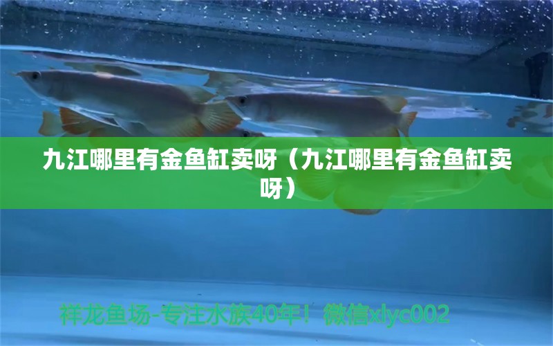 九江哪里有金魚缸賣呀（九江哪里有金魚缸賣呀）