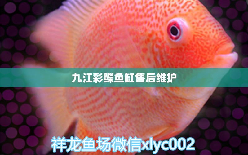 九江彩鰈魚缸售后維護