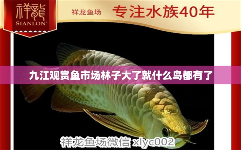 九江觀賞魚市場林子大了就什么鳥都有了 觀賞魚市場（混養(yǎng)魚） 第2張