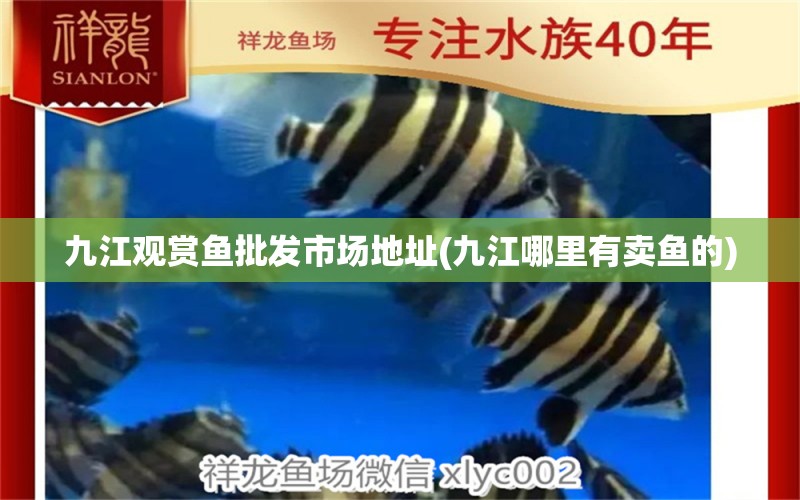 九江觀賞魚批發(fā)市場地址(九江哪里有賣魚的) 觀賞魚批發(fā) 第1張