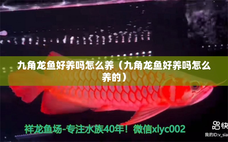 九角龍魚好養(yǎng)嗎怎么養(yǎng)（九角龍魚好養(yǎng)嗎怎么養(yǎng)的）