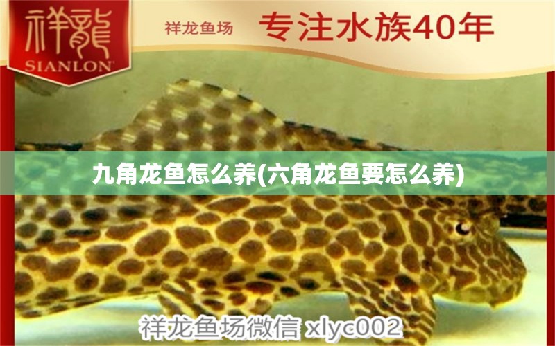 九角龍魚怎么養(yǎng)(六角龍魚要怎么養(yǎng)) 哥倫比亞巨暴魚苗