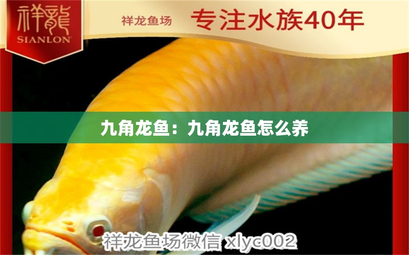 九角龍魚：九角龍魚怎么養(yǎng) 泰國虎魚