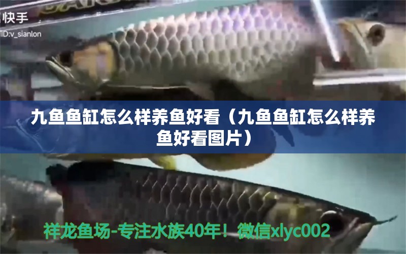 九魚魚缸怎么樣養(yǎng)魚好看（九魚魚缸怎么樣養(yǎng)魚好看圖片）