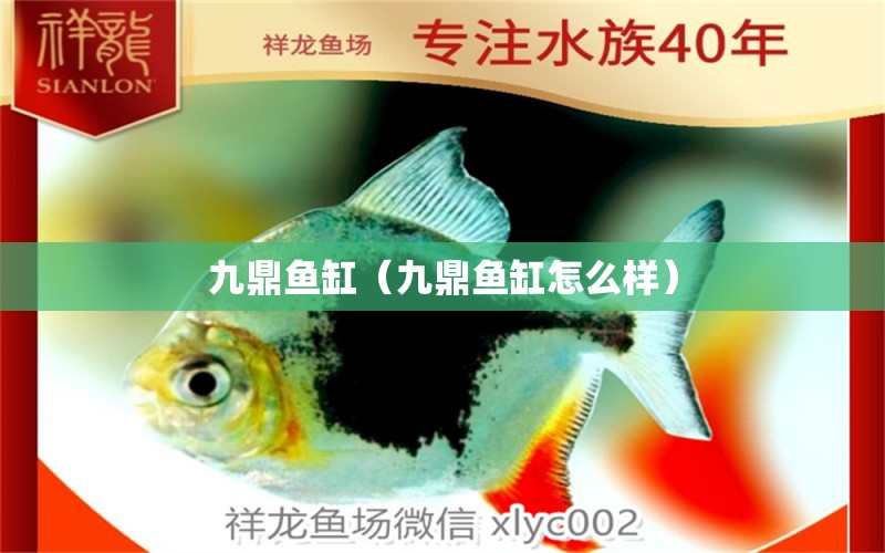 九鼎魚缸（九鼎魚缸怎么樣）