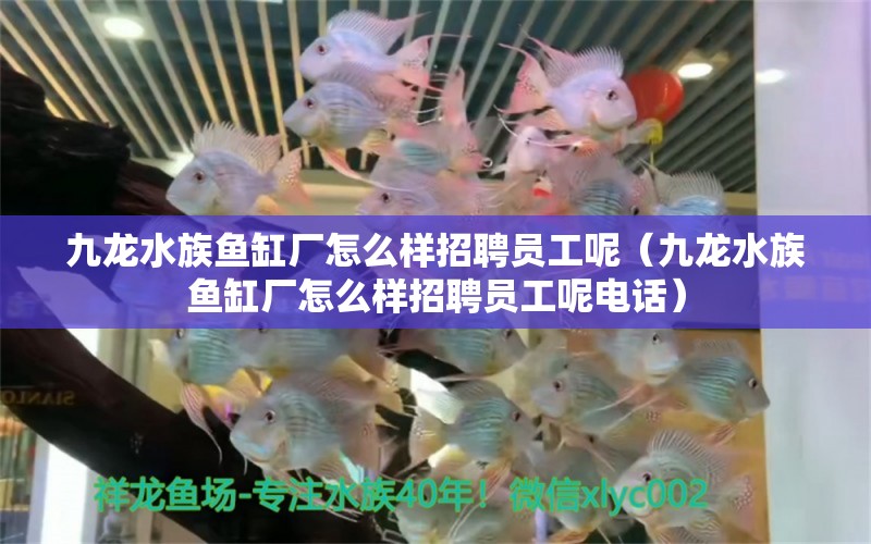 九龍水族魚(yú)缸廠怎么樣招聘員工呢（九龍水族魚(yú)缸廠怎么樣招聘員工呢電話） 鸚鵡魚(yú)