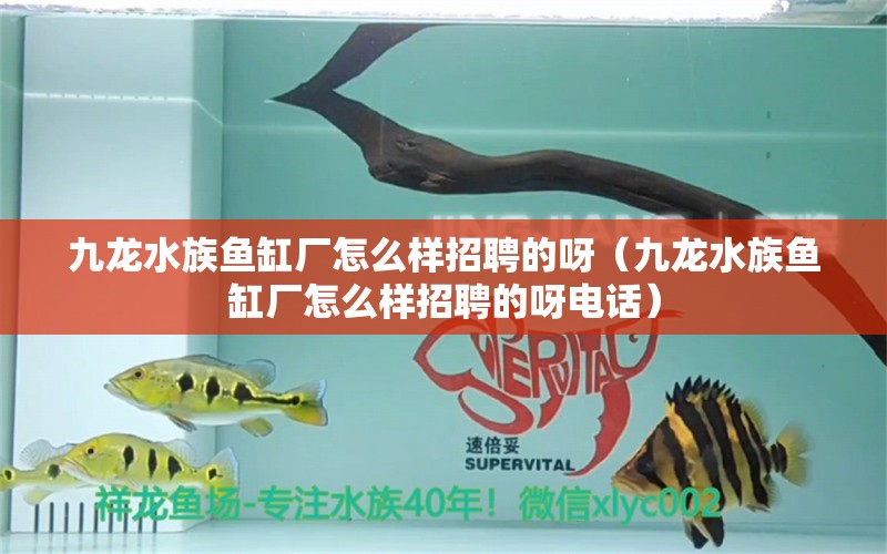 九龍水族魚(yú)缸廠怎么樣招聘的呀（九龍水族魚(yú)缸廠怎么樣招聘的呀電話）