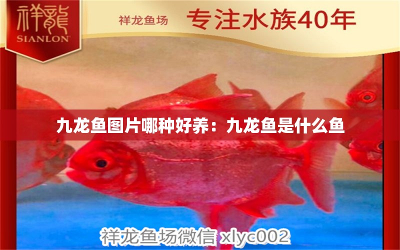 九龍魚圖片哪種好養(yǎng)：九龍魚是什么魚