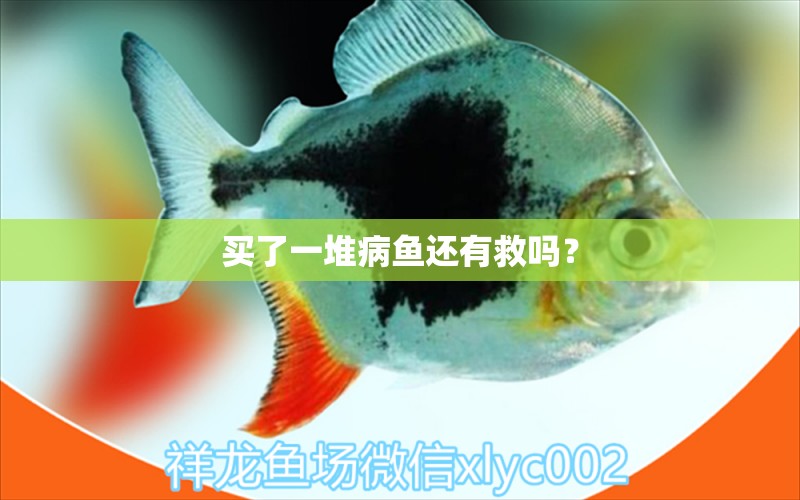 買了一堆病魚還有救嗎？ 龍魚疾病與治療 第2張