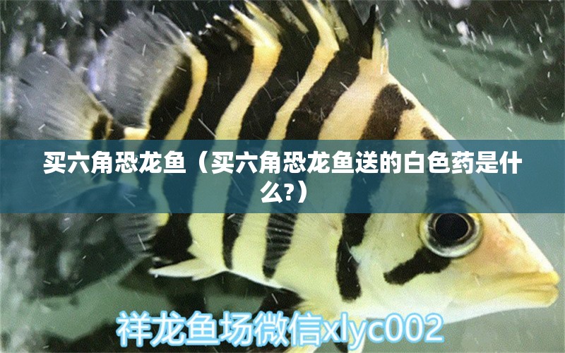 買六角恐龍魚（買六角恐龍魚送的白色藥是什么?）