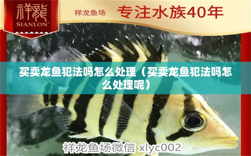 買賣龍魚犯法嗎怎么處理（買賣龍魚犯法嗎怎么處理呢） 網(wǎng)上購(gòu)買觀賞魚