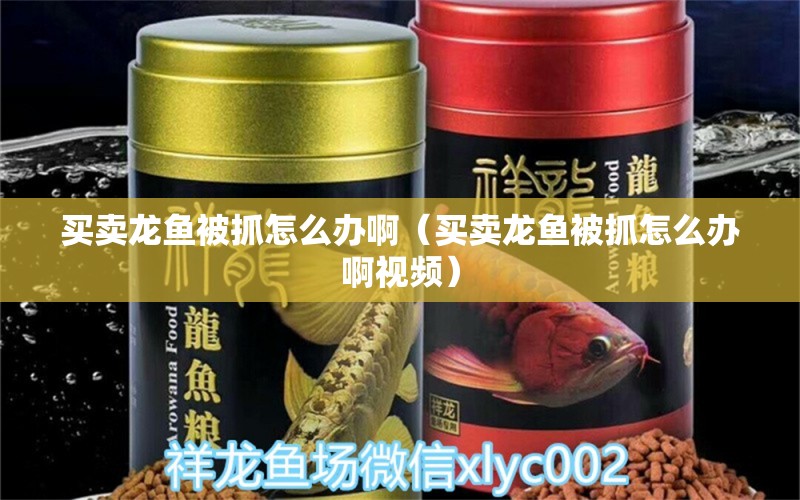 買賣龍魚(yú)被抓怎么辦?。ㄙI賣龍魚(yú)被抓怎么辦啊視頻）