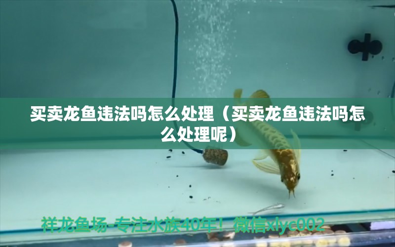 買賣龍魚(yú)違法嗎怎么處理（買賣龍魚(yú)違法嗎怎么處理呢） 網(wǎng)上購(gòu)買觀賞魚(yú)