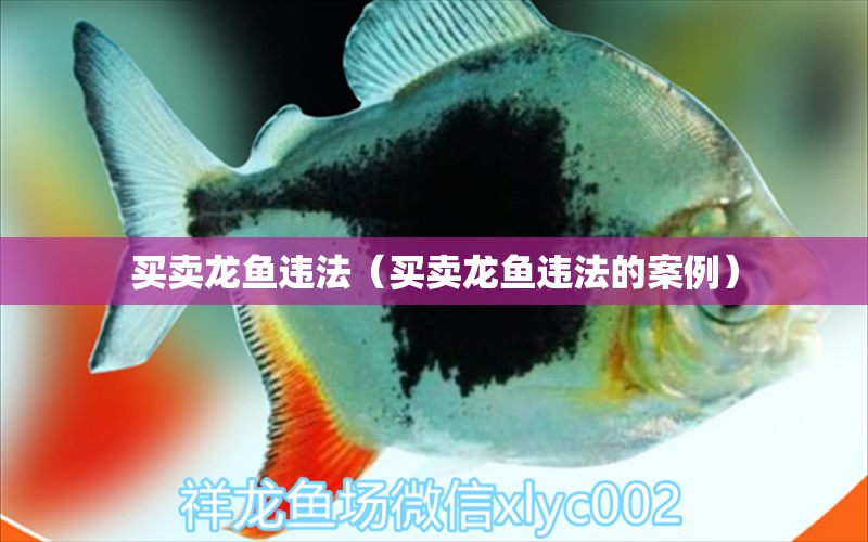 買賣龍魚違法（買賣龍魚違法的案例） 網(wǎng)上購買觀賞魚