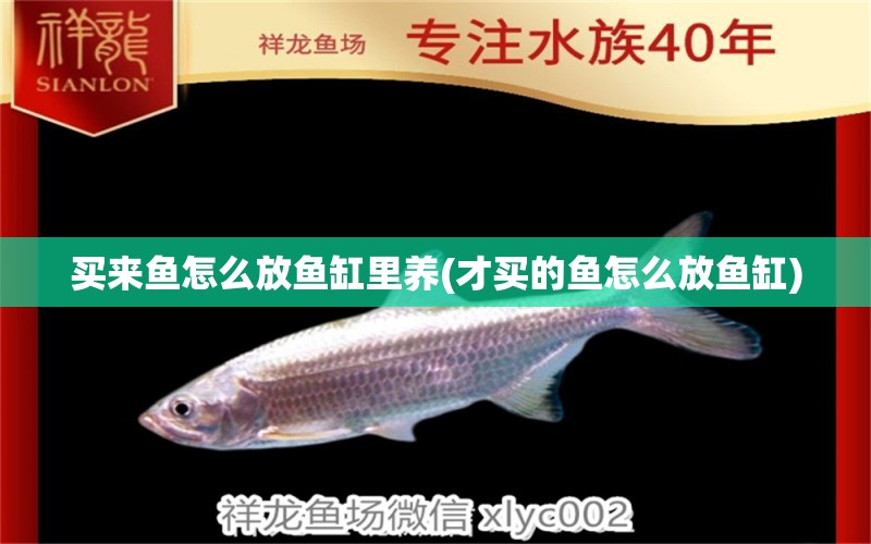 買來(lái)魚怎么放魚缸里養(yǎng)(才買的魚怎么放魚缸) 綠皮辣椒小紅龍