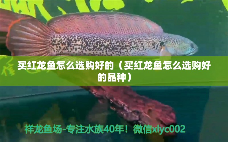 買紅龍魚怎么選購好的（買紅龍魚怎么選購好的品種）