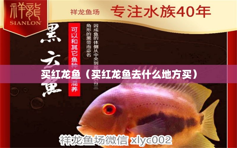 買紅龍魚（買紅龍魚去什么地方買）