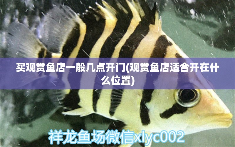 買(mǎi)觀賞魚(yú)店一般幾點(diǎn)開(kāi)門(mén)(觀賞魚(yú)店適合開(kāi)在什么位置) 熊貓異形魚(yú)L46