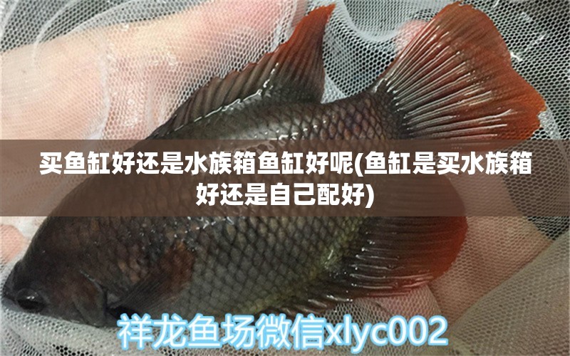 買魚缸好還是水族箱魚缸好呢(魚缸是買水族箱好還是自己配好)