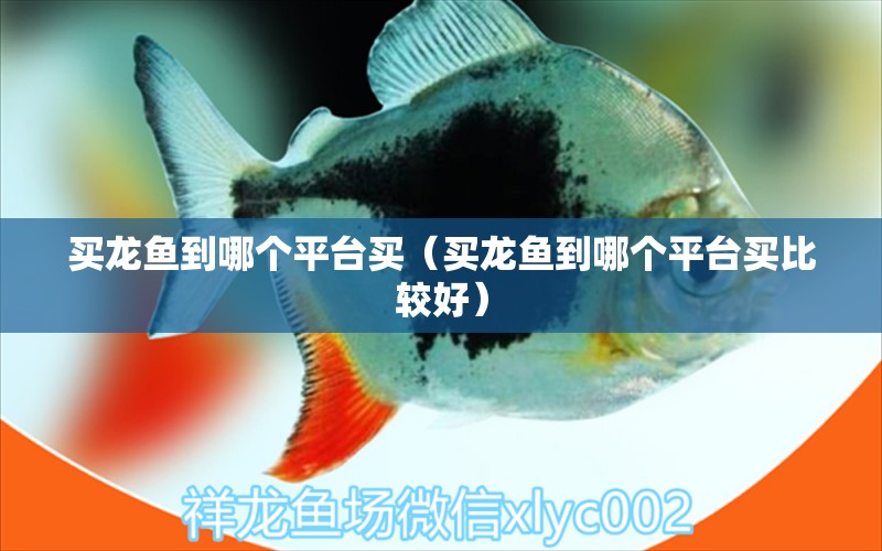 買(mǎi)龍魚(yú)到哪個(gè)平臺(tái)買(mǎi)（買(mǎi)龍魚(yú)到哪個(gè)平臺(tái)買(mǎi)比較好） 網(wǎng)上購(gòu)買(mǎi)觀賞魚(yú)