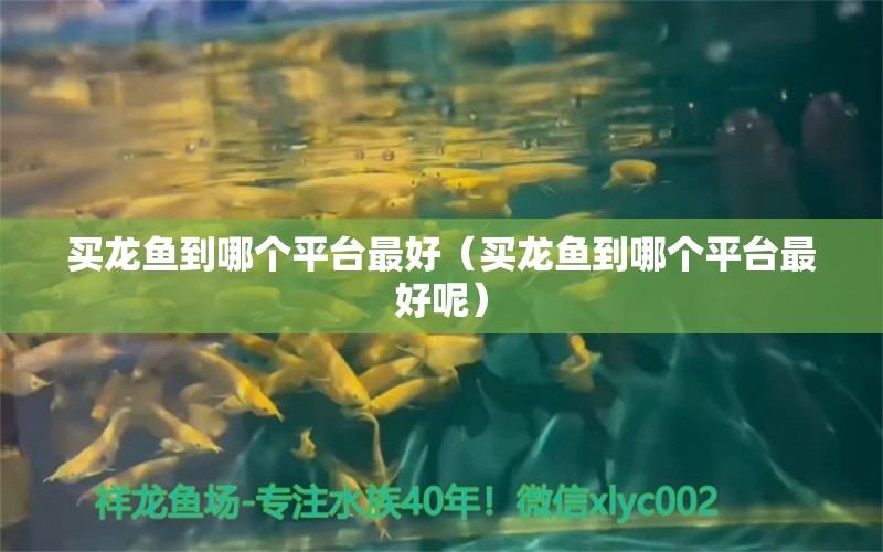 買龍魚到哪個平臺最好（買龍魚到哪個平臺最好呢） 祥龍水族醫(yī)院