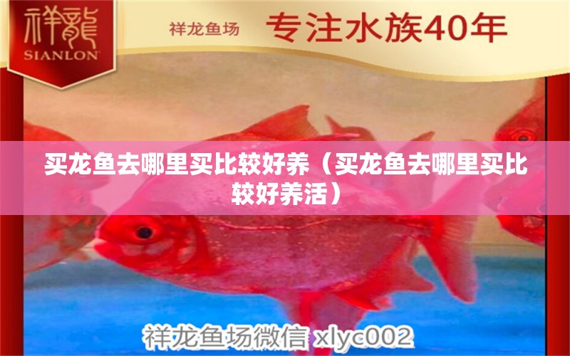 買龍魚去哪里買比較好養(yǎng)（買龍魚去哪里買比較好養(yǎng)活） 網(wǎng)上購買觀賞魚