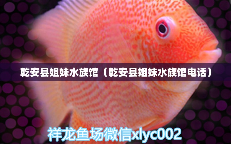 乾安縣姐妹水族館（乾安縣姐妹水族館電話） 全國(guó)水族館企業(yè)名錄