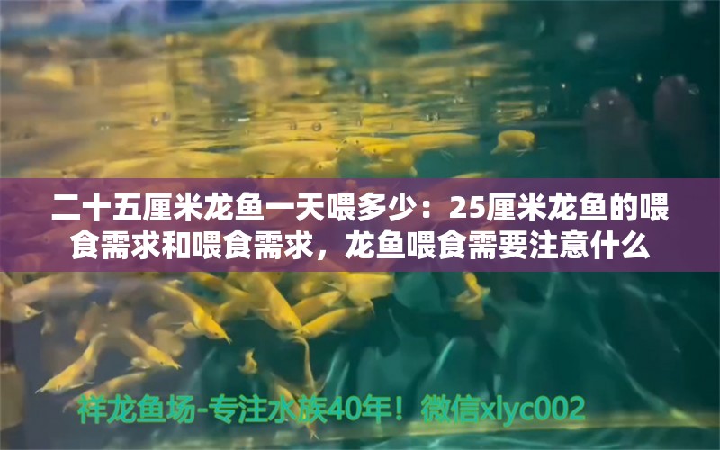 二十五厘米龍魚一天喂多少：25厘米龍魚的喂食需求和喂食需求，龍魚喂食需要注意什么 水族問答 第2張